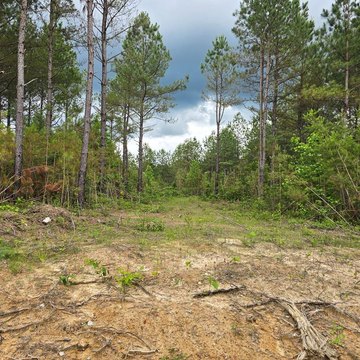 Wooded Land in Robbins, TN