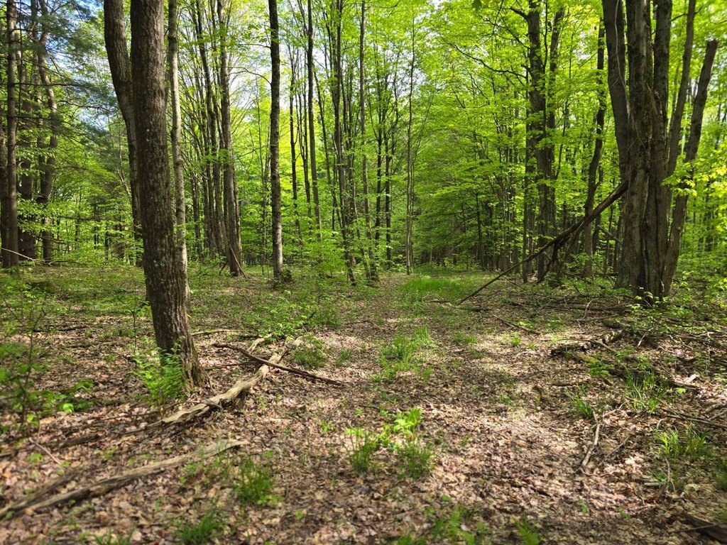Picture 45