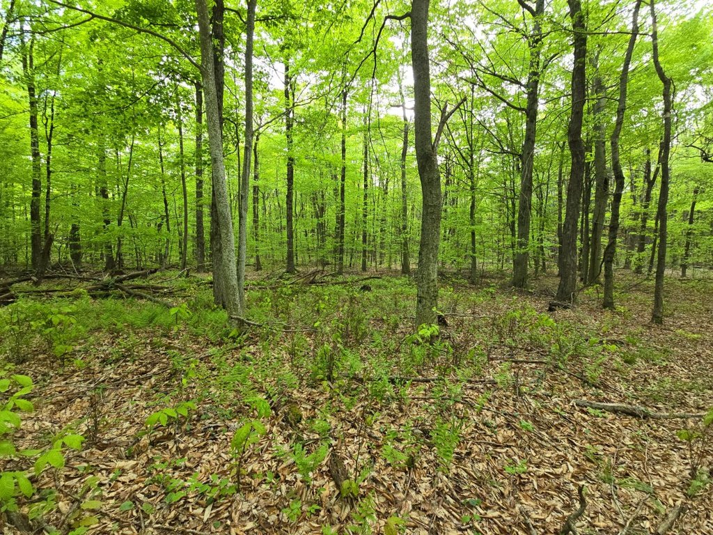 Picture 33