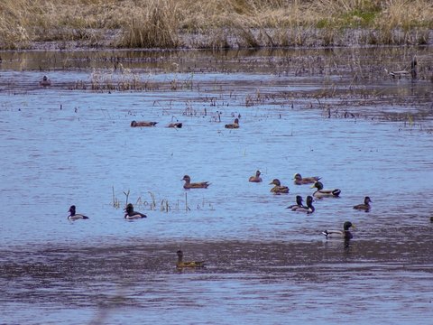 Oregon Farm with Hunting Potential