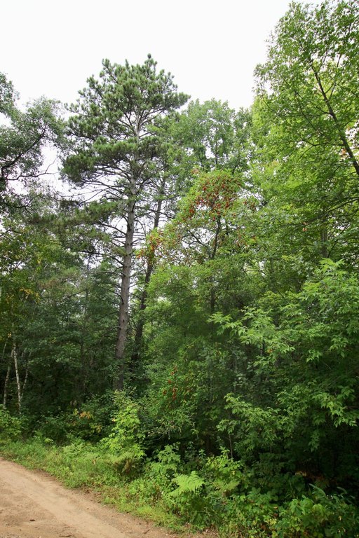 Picture 8