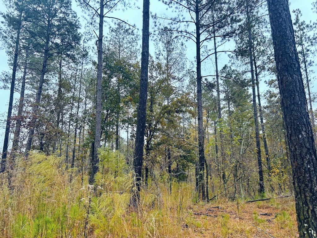 Picture 21