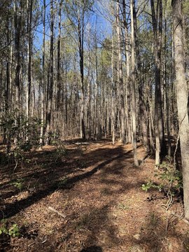 Undeveloped Land in Rembert, SC