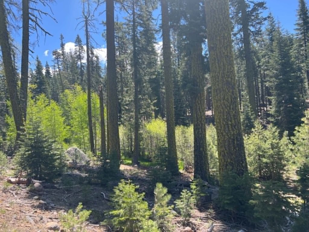 Picture 27