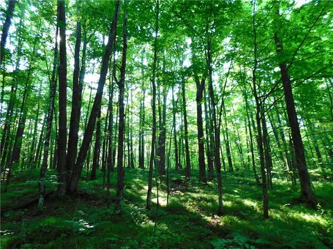 80 Acres Wooded Land, Ogema