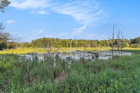 20 Acres of Michigan Wilderness