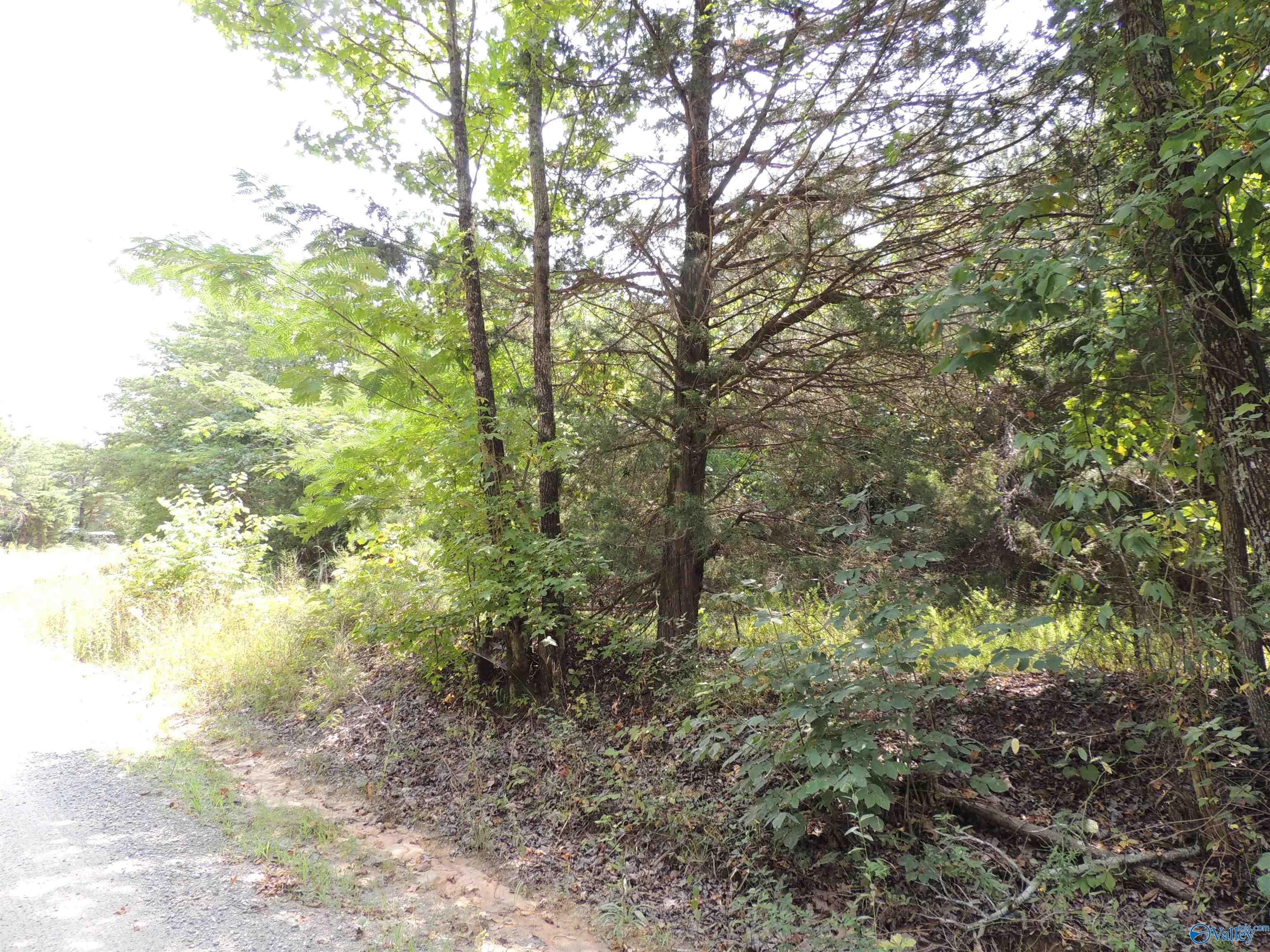 Moulton Land Adjacent to Forest