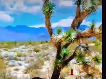 Land in Yucca, Arizona