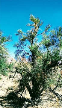 Residential Land in Yucca, AZ