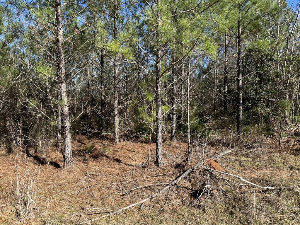 Picture 21