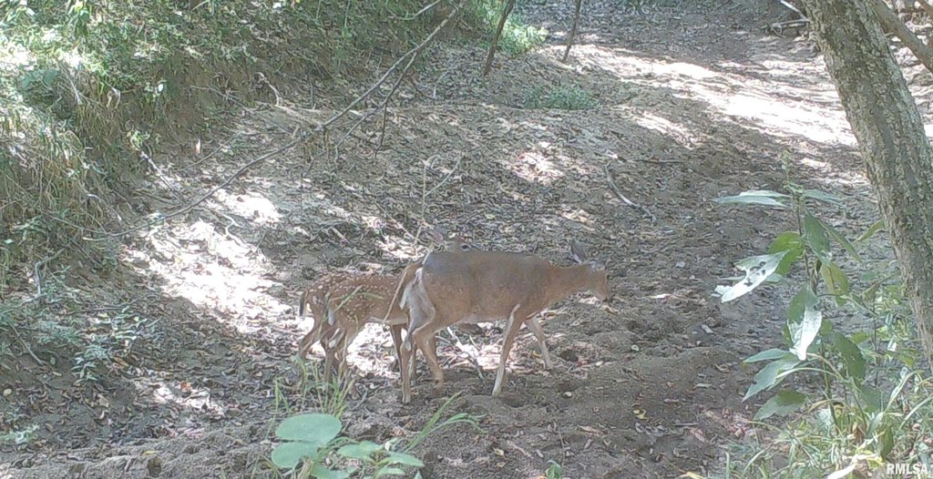 Picture 5