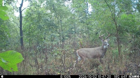 Hunting Land with Timber