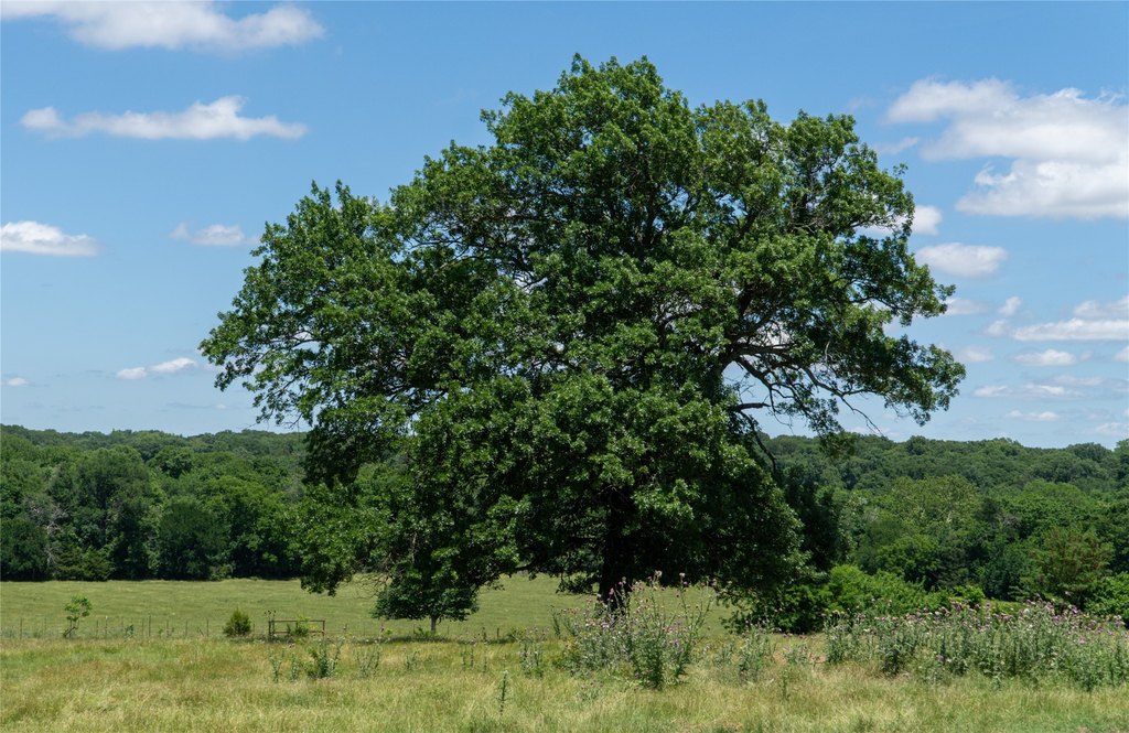 Picture 40