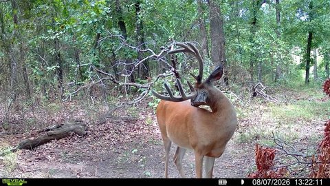 Hunting Land with Cabin