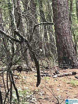 Residential Lot in Alpine, AL