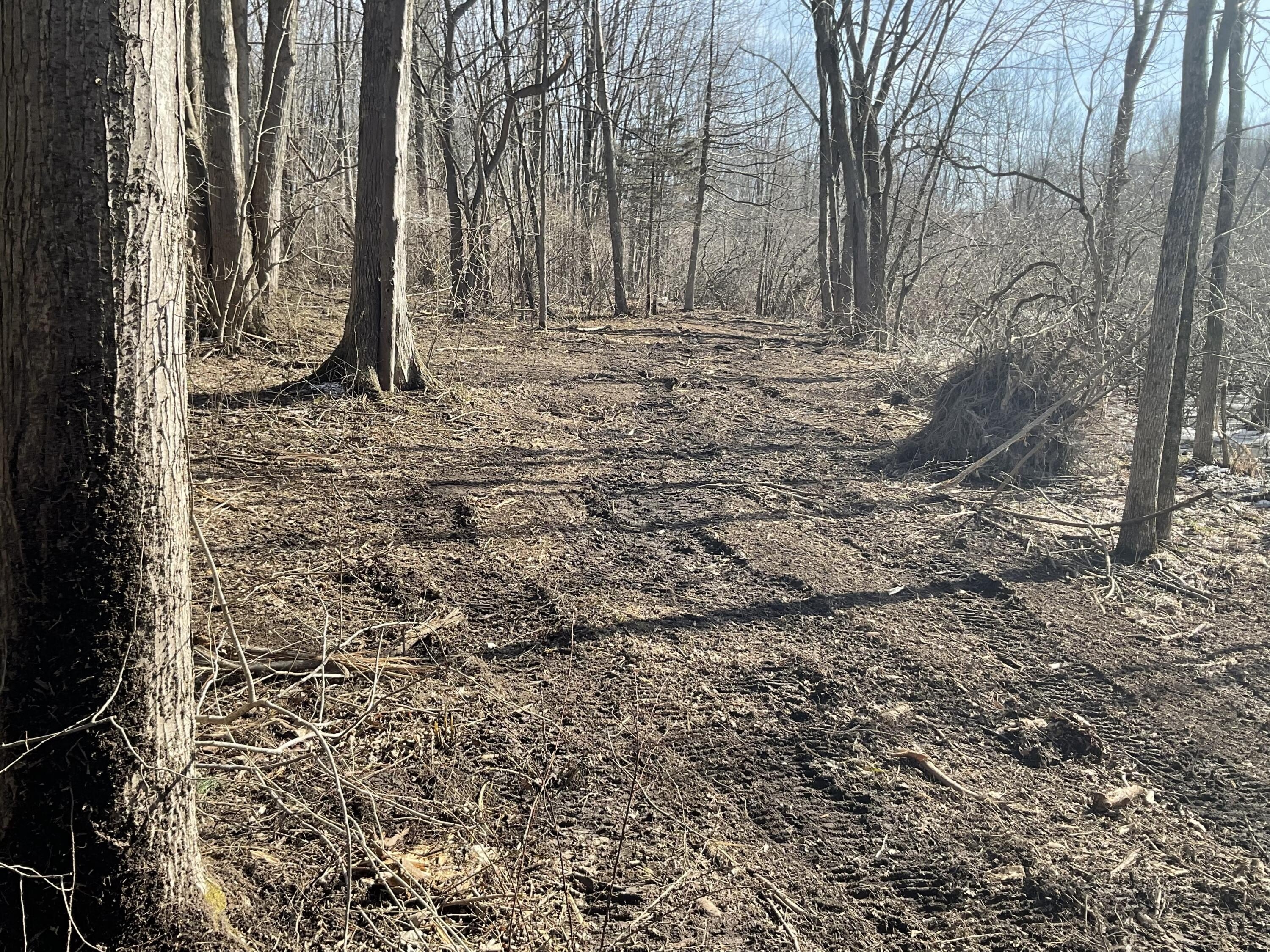 South Haven Land with Pine Forest