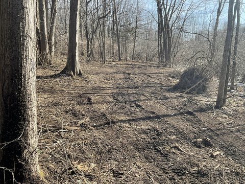 South Haven Land with Pine Forest