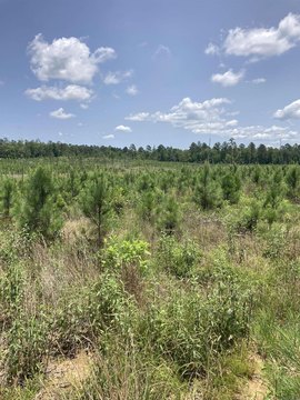 LAND - Jessieville, AR