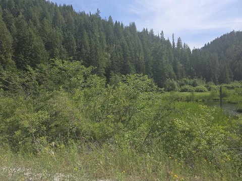 Forestry Land with Creek
