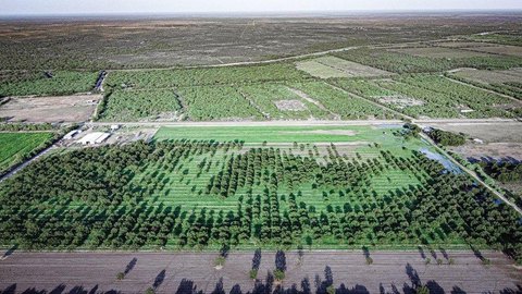 10-Acre Organic Pecan Orchard