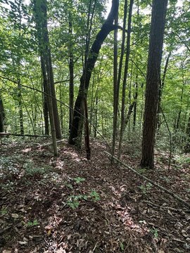 LAND - Wilder, TN