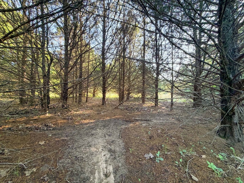 Picture 51