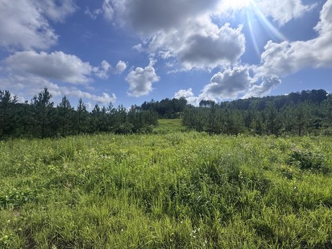 Secluded Wooded Lot with Views