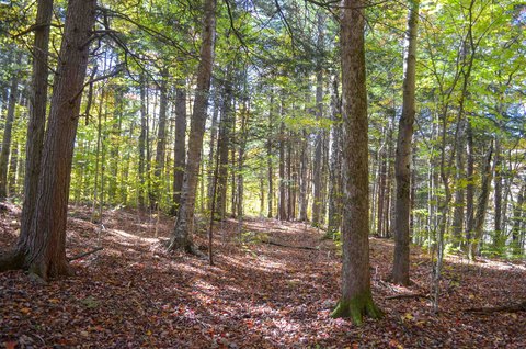 Land, Ludlow, VT