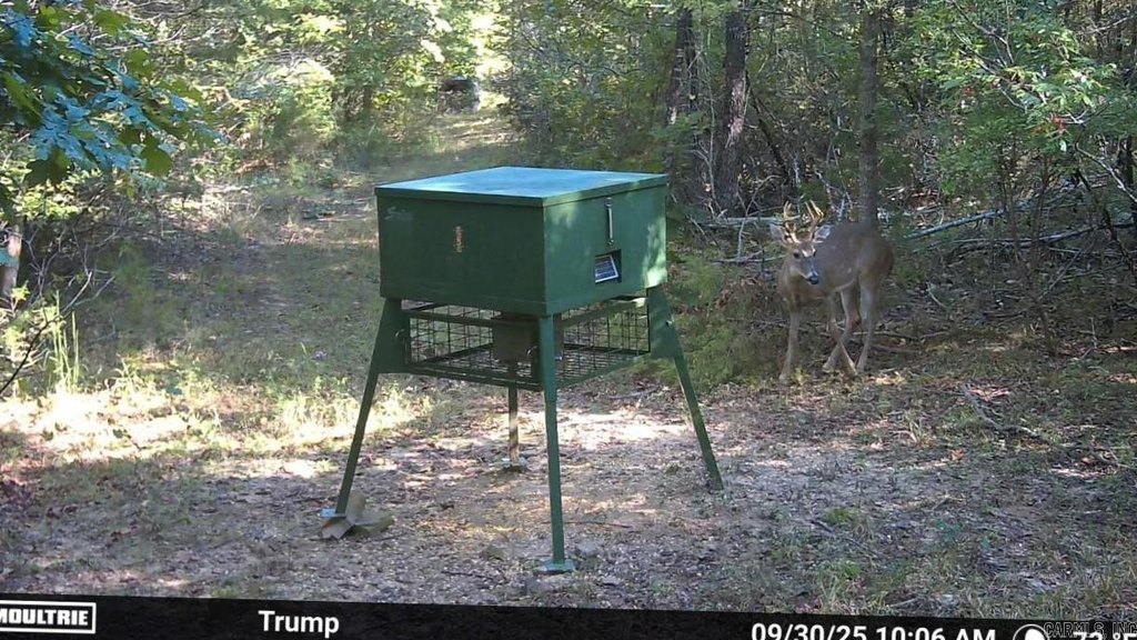 Picture 31