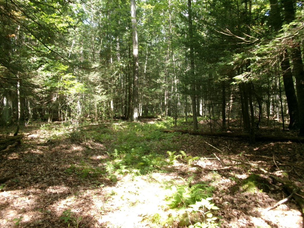 Picture 5