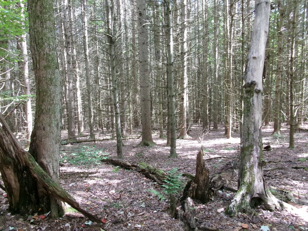 Picture 13