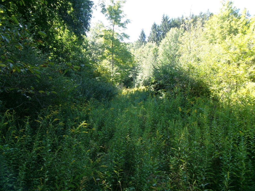 Picture 27
