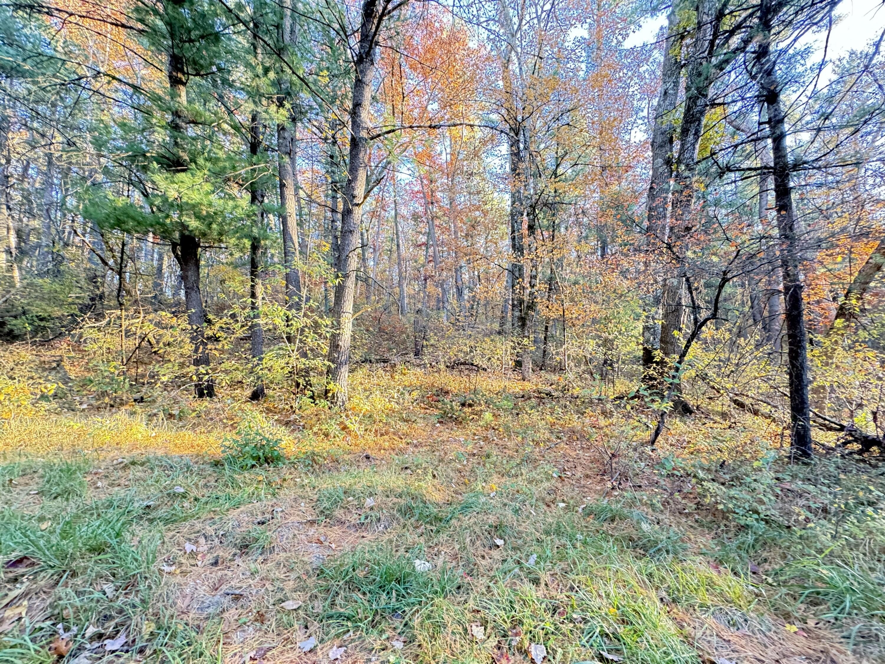 Newaygo Wooded Land For Sale