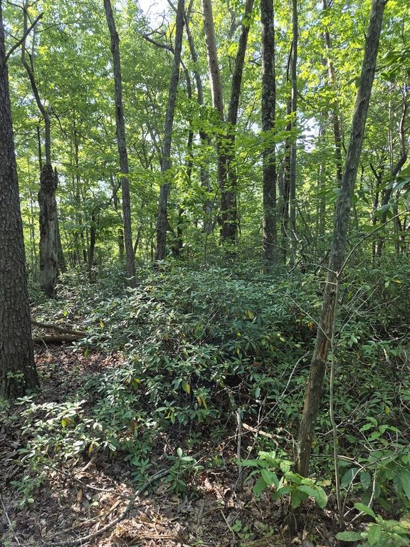 Picture 18