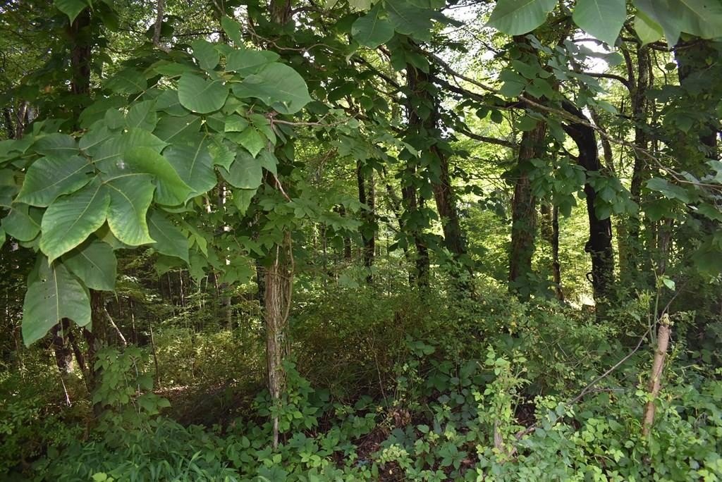 Wooded Lot in Beverly Hills