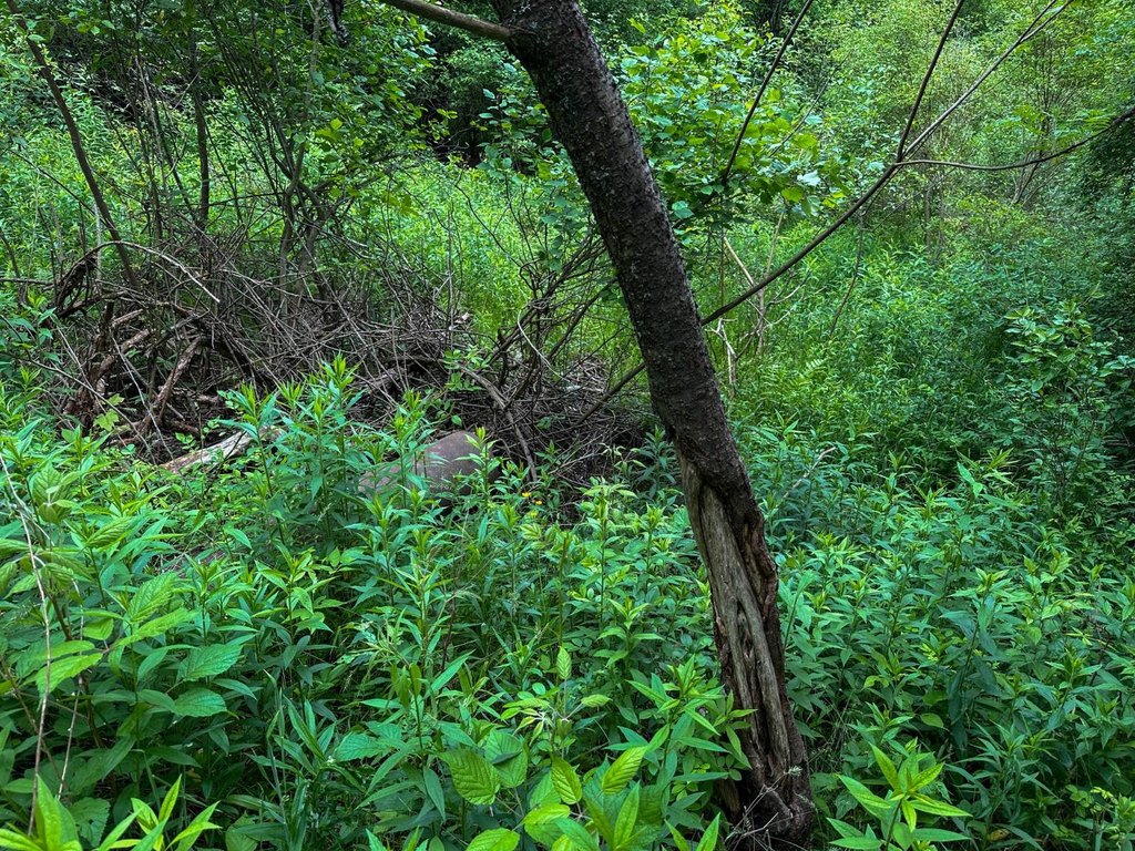 Picture 42