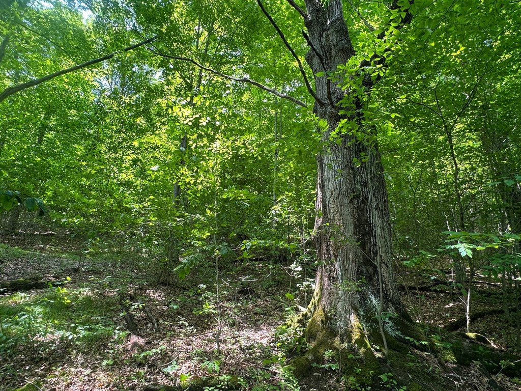 Picture 38