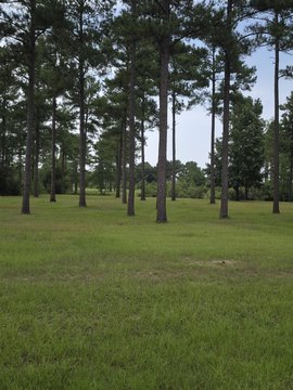 LAND - Andalusia, AL