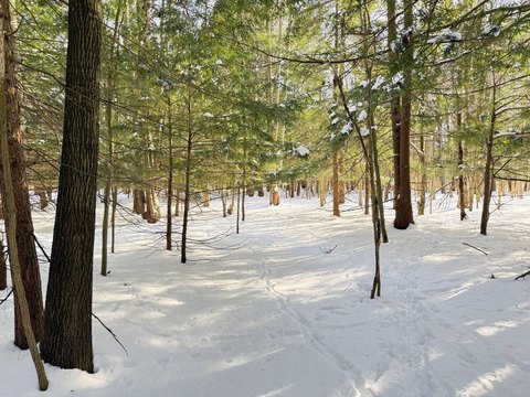 Recreational Hunting Land with Wetlands