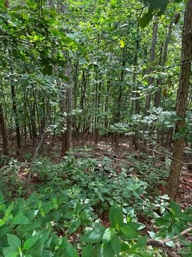 LAND - Moravian Falls, NC