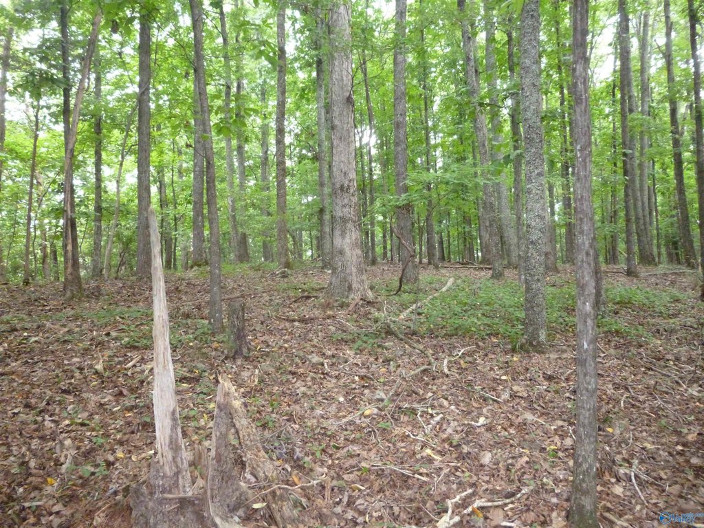 Picture 8