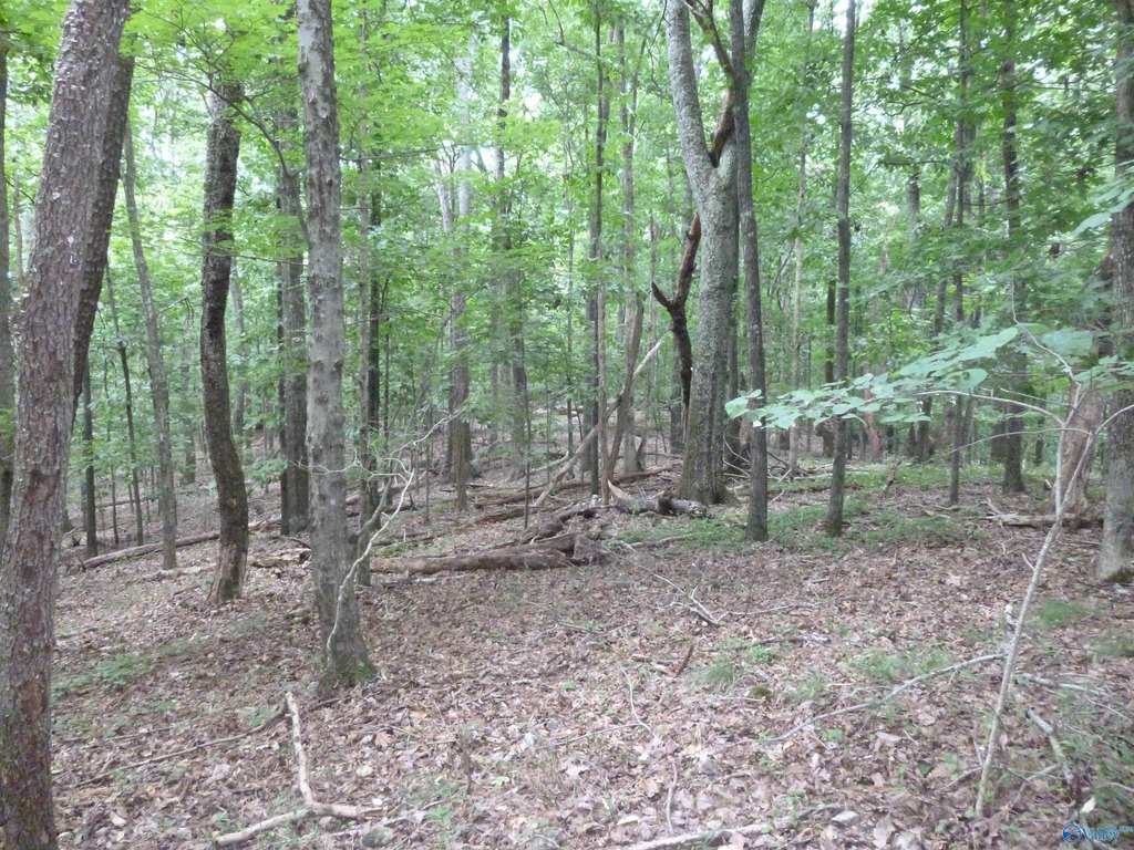 Picture 7
