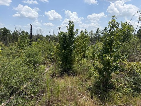 Residential Land in Corrigan, TX