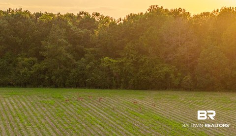Land, Stapleton, AL