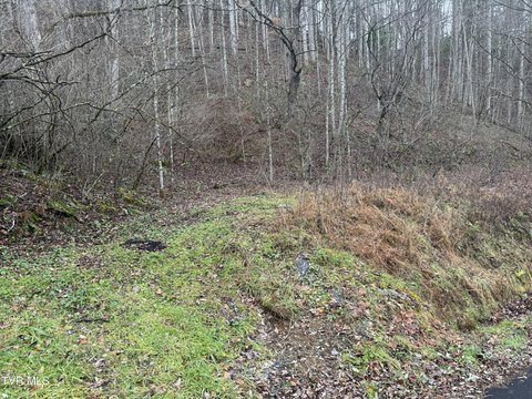 Roan Mountain Land for Sale