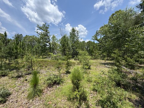 Land, Windsor, SC