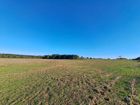 Land and Lots, Rogersville, AL