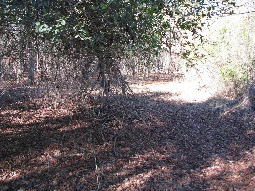 Picture 37