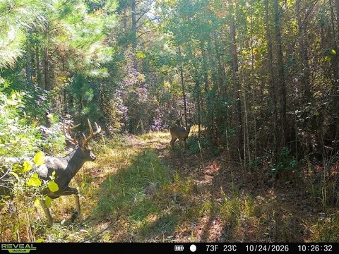 33-Acre Land Tract