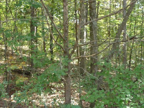 103 Acres in Cleveland, TN